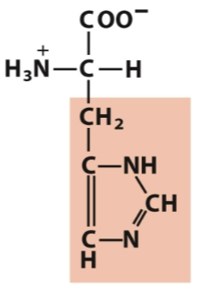 <p>Positively charged</p>