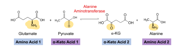 <p>What is transamination?</p>
