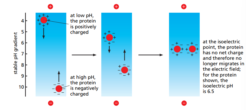 <ul><li><p>Combines two separation methods : D1, separation by intrinsic charge. D2, separation by classical SDS-PAGE.</p></li><li><p>This is useful for when two proteins have the same size but not the same intrinsic charge. </p></li></ul><p></p>