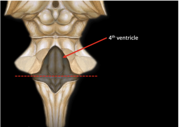 <p>POSTERIOR SURFACE OF THE PONS</p>