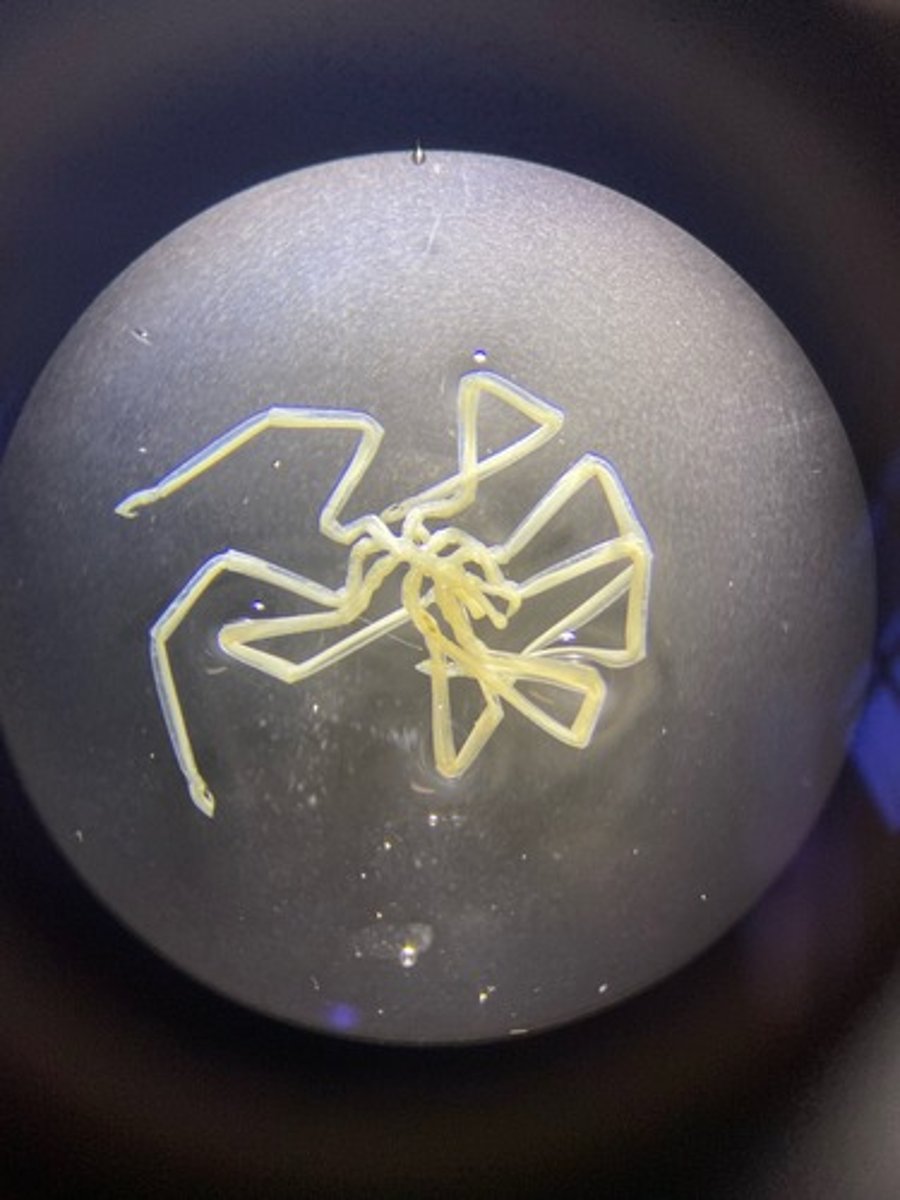 <p>What phylum is this organism in?</p>