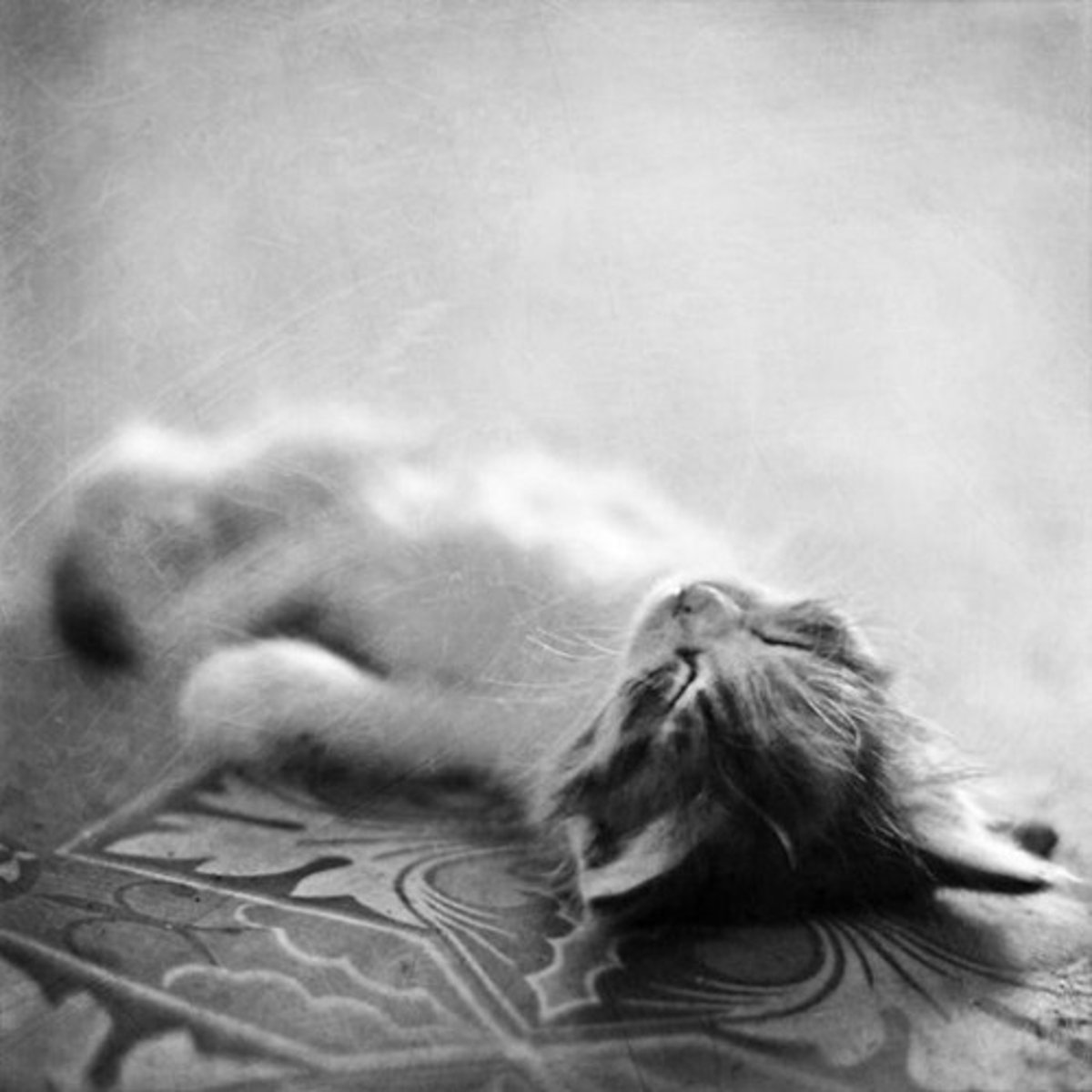 <p>Flexril</p><p>(Muscle Relaxant</p>