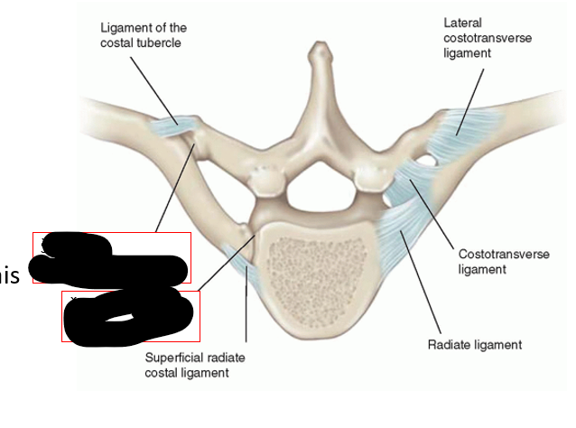 <p>duobutėje tarp šonkaulio galvos ir dviejų slankstelių</p>