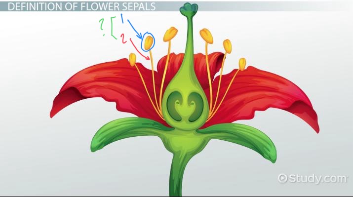 <ol><li><p>Pollen production</p></li><li><p>Thin stalk supporting ____ ^</p></li></ol><p></p>