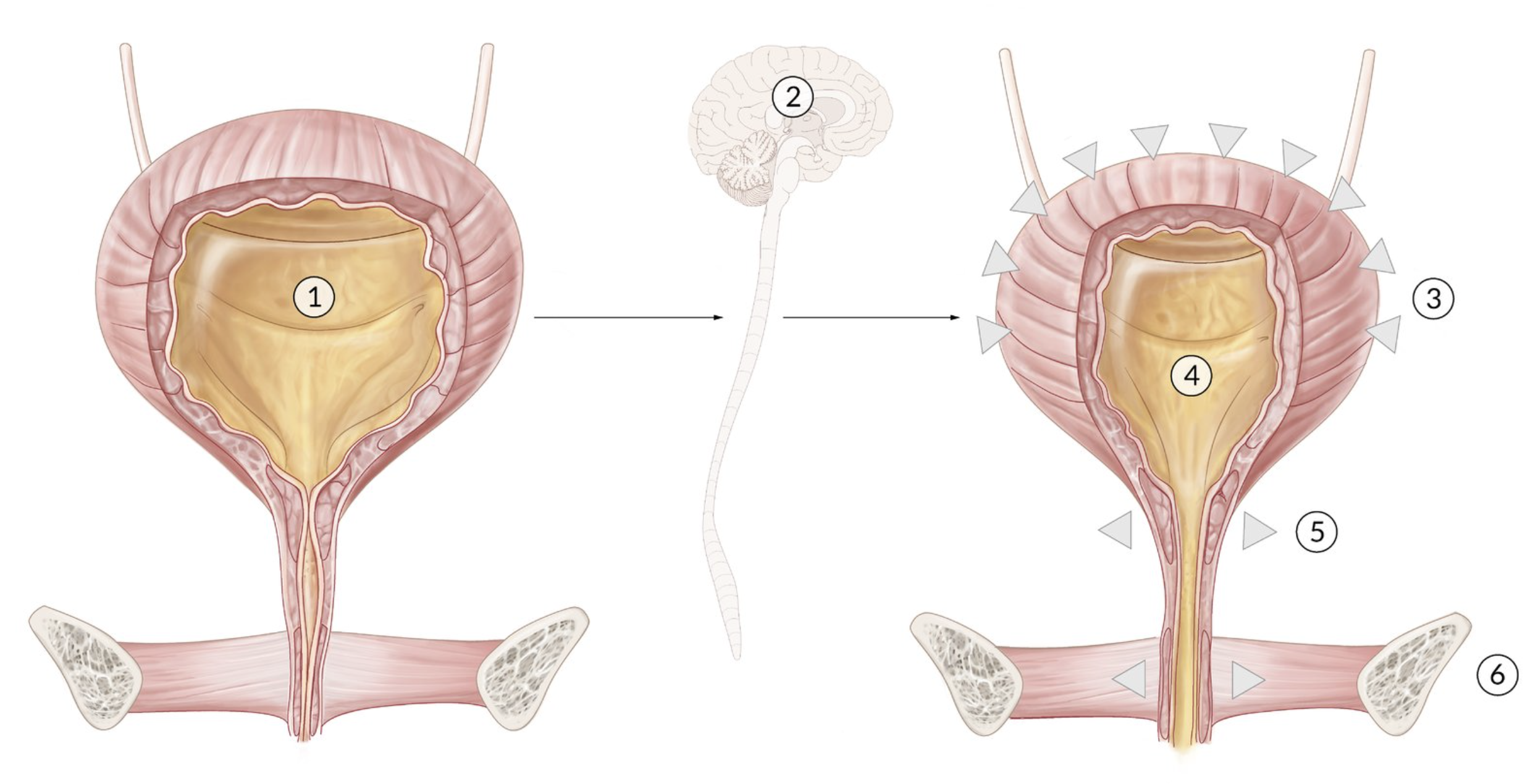 <p>D. External urethral sphincter muscle (M. sphincter urethrae externus)</p>