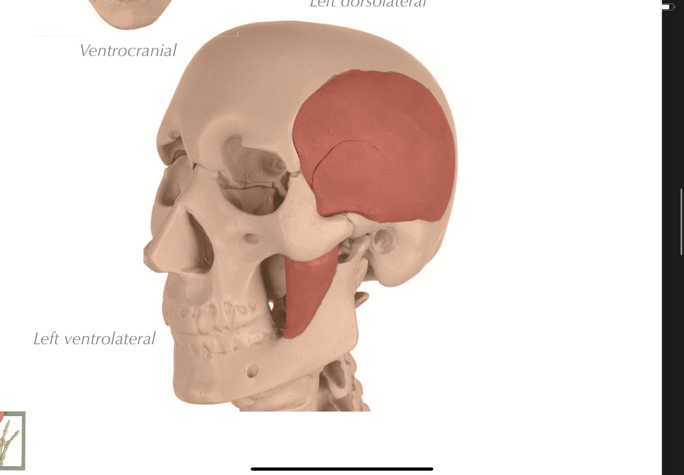 knowt flashcard image