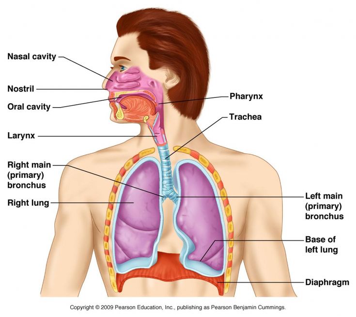 <p>Allows air in and out of the lungs</p>