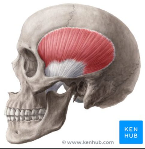 <ul><li><p>A muscle that elevates and draws the mandible posteriorly, closing the jaw.<br></p></li><li><p><span>Insertion: </span><strong><span>Anterior portion of the<mark data-color="purple"> Mandibular </mark><mark data-color="yellow">Ramus </mark>and<mark data-color="purple"> Coronoid Process </mark></span></strong></p></li><li><p><span>Origin: </span><strong><span><mark data-color="green">Temporal fossa</mark></span></strong></p></li></ul>