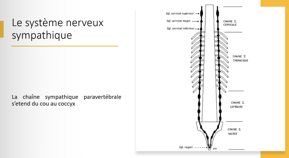 <p>Ils fusionnent pour former un ganglion impair appelé ganglion de Walther</p>