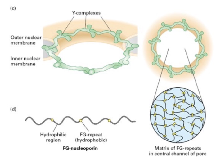 <ul><li><p>FG-nucleoporins; contain Phe-Gly (hydrophobic) repeats</p><ul><li><p>seperated by disordered, hydrophilic stretches</p></li></ul></li></ul>