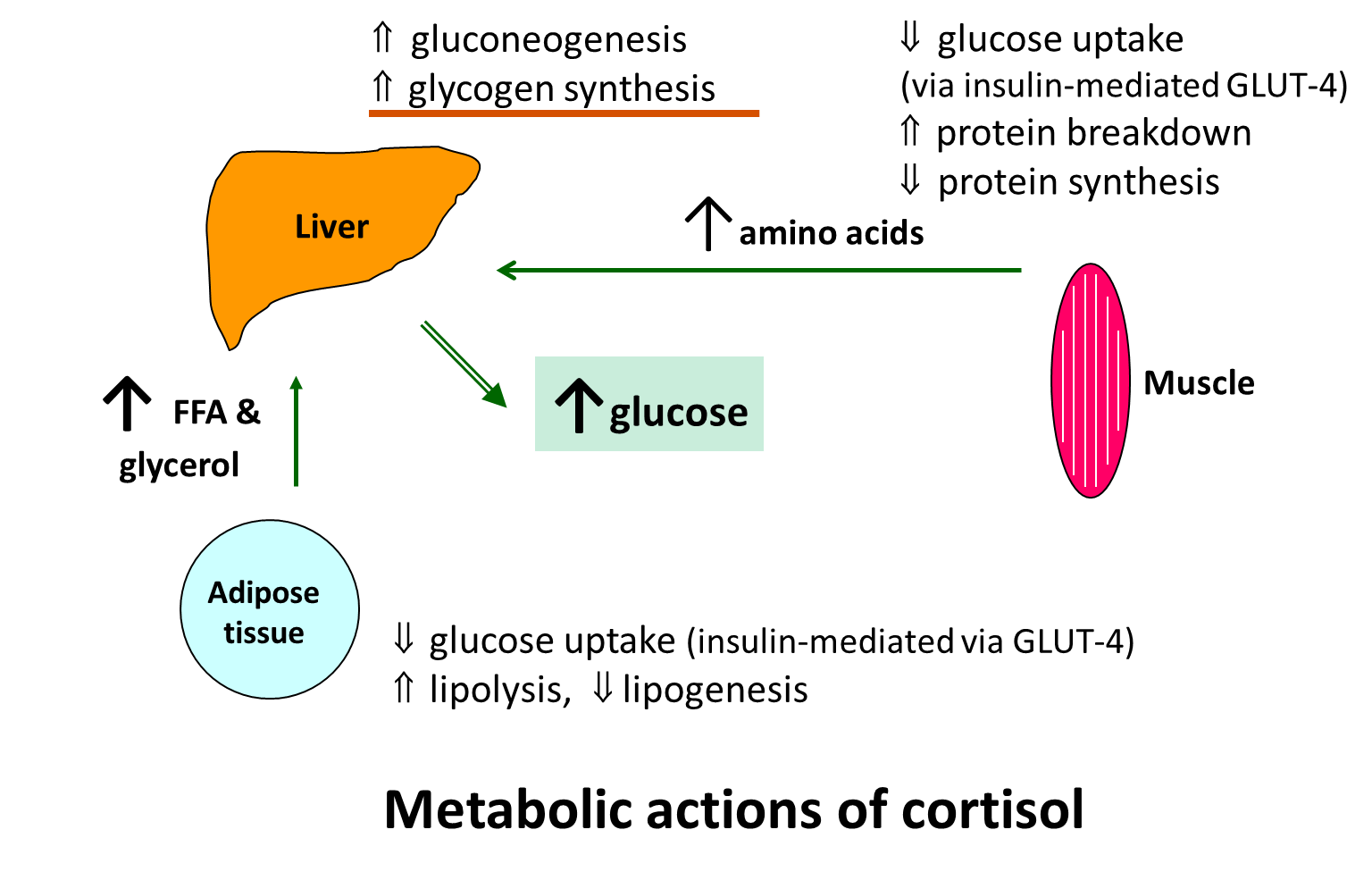 <ul><li><p>metabolic</p><ul><li><p>muscle and adipose - catabolic</p></li><li><p>liver - stimulate gluconeogenesis and glycogen storage</p></li><li><p>overall - elevate plasma glucose levels</p></li></ul></li><li><p>anti inflammatory/ immunosuppressive effects</p></li><li><p>role in adaptation to stress</p></li></ul><p></p>