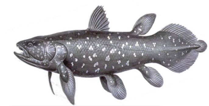 <p>A fleshy-limbed vertebrate (<span><span>Sarcopterygii)</span></span>; were thought to be extinct after the Mesozoic (fossils disappeared in the record after that period) but were found out to be still alive in the 1930s</p>