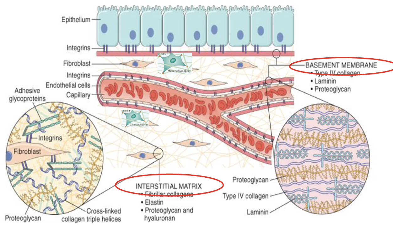 <ul><li><p>Intact or preserved ECM&nbsp;is <u>important</u> for regeneration otherwise healing occurs by scar formation (fibrosis)</p></li><li><p>2 basic components:</p><ul><li><p>Interstitial matrix</p></li><li><p>Basement membrane</p></li></ul></li><li><p><strong>scaffold</strong> for tissue repair</p></li><li><p><strong>reservoir </strong>of<strong> </strong>growth factors</p></li><li><p>Cross linking of collagen is <strong>Vitamin C </strong>dependent</p></li></ul><p></p>