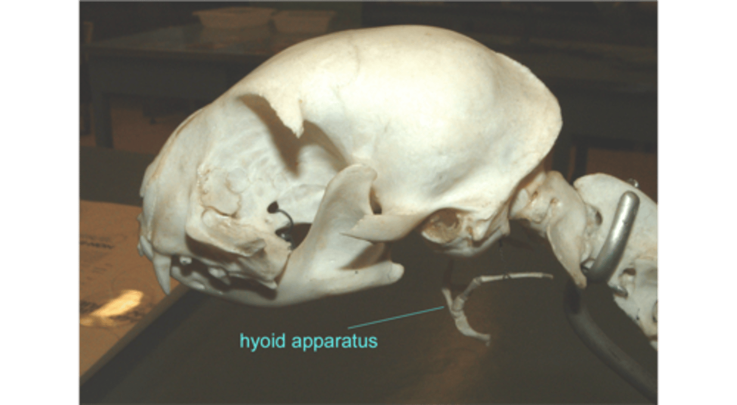 <p>A group of bones that help hold the tongue and in place</p>