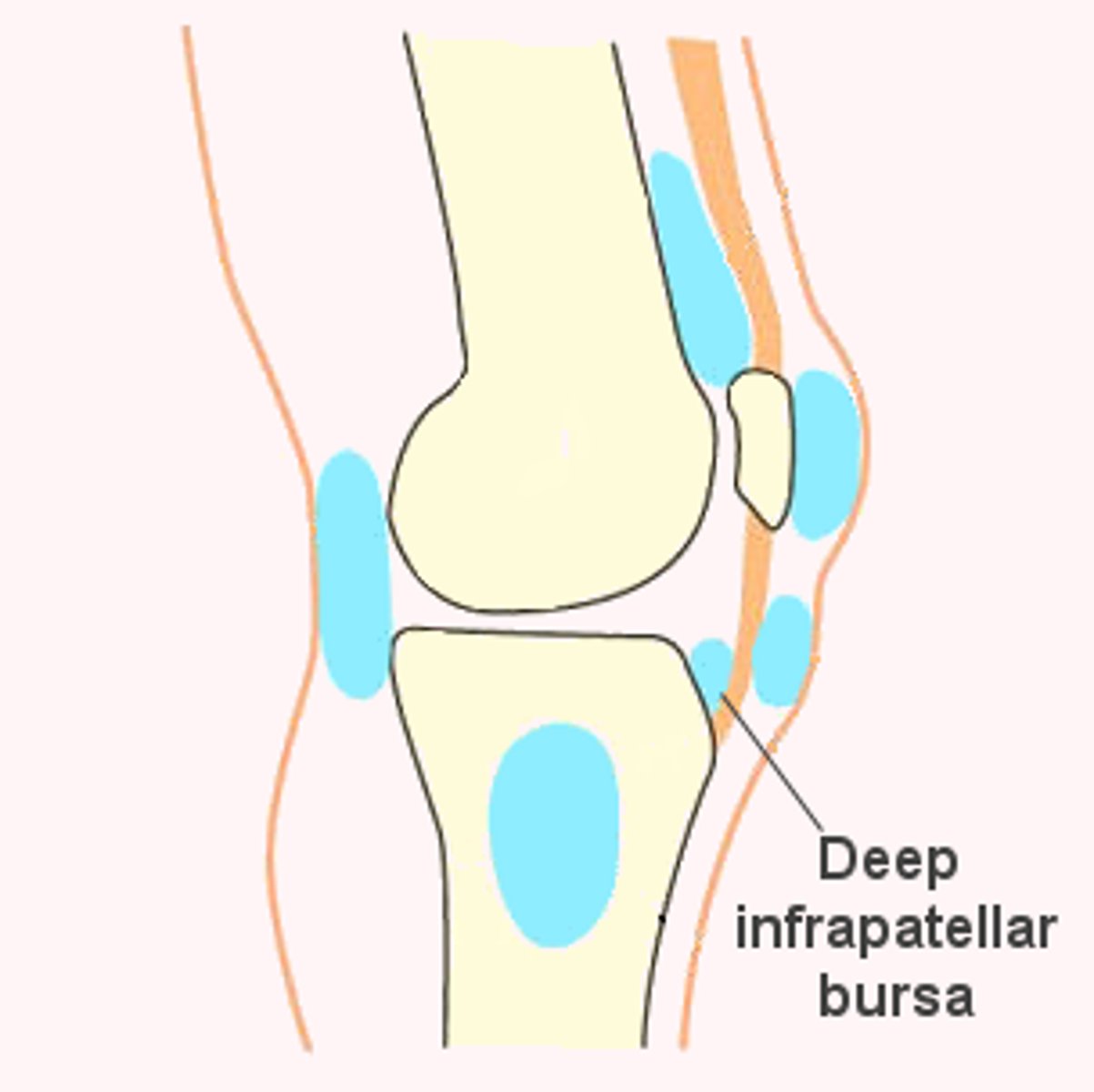 <p>One of the four anterior bursae of the knee joint.</p>