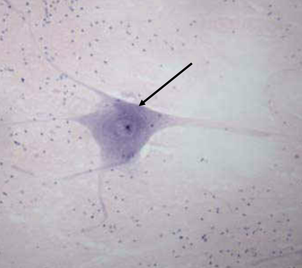 <p>neuron</p>