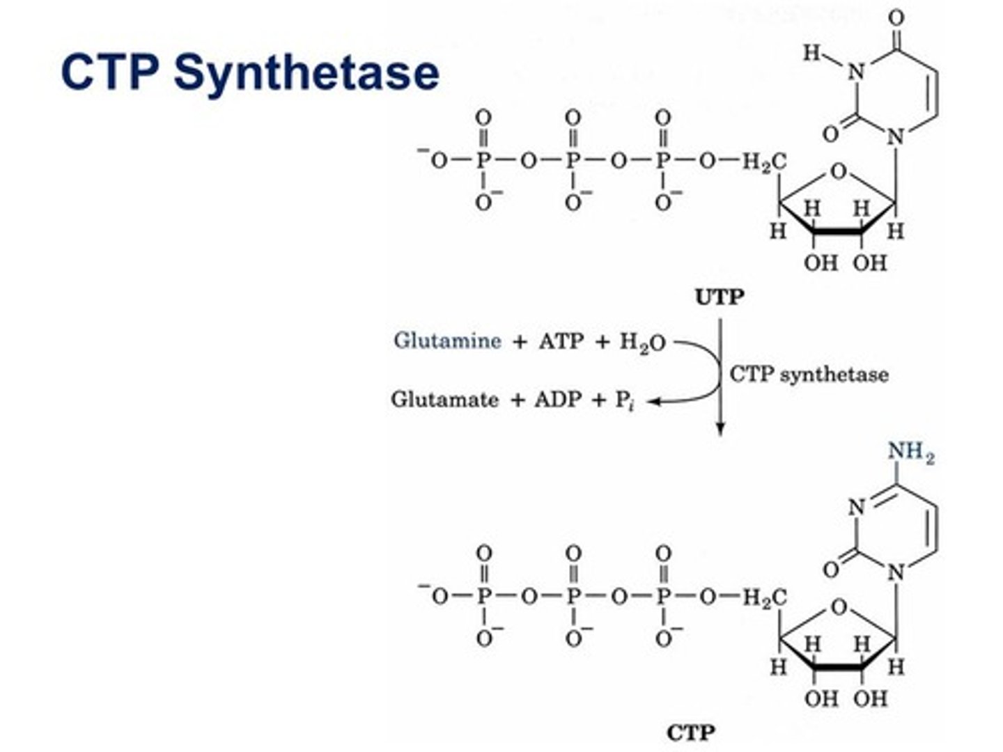 <p>ctp synthetase net reaction</p>