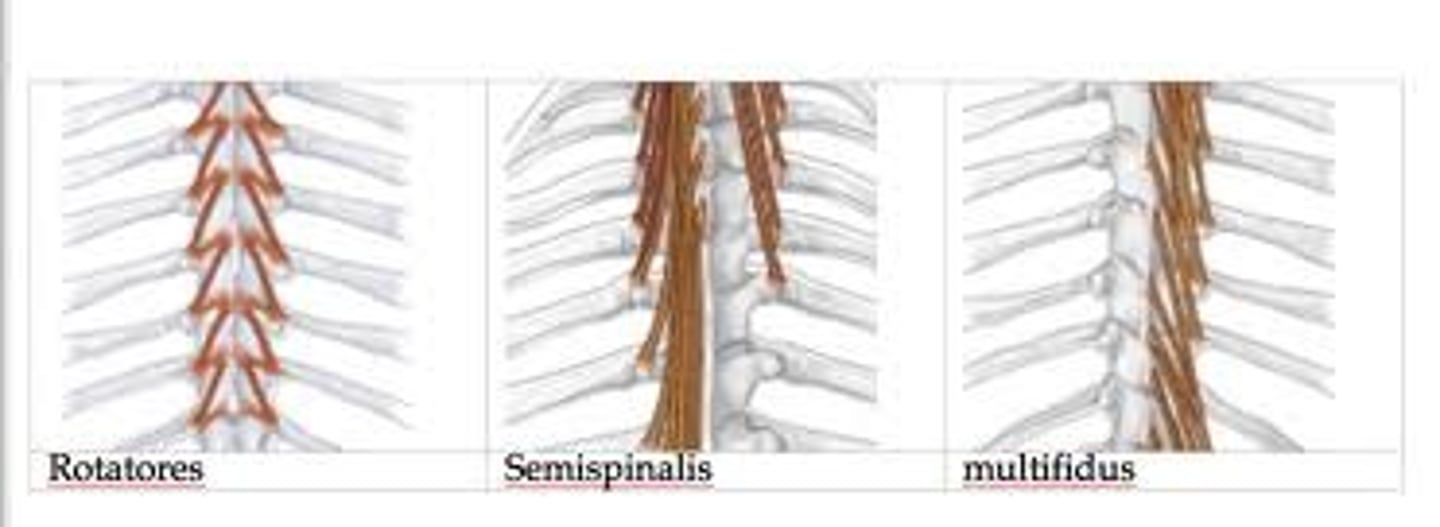 <p>- spinal column extension (reach)</p><p>- rotation</p>