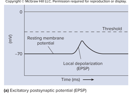 <ul><li><p>Depolarization</p></li><li><p>Could generate an action potential&nbsp;</p></li><li><p>Typically results from increase permeability of membrane to Na<sup>+</sup></p></li></ul><p></p>