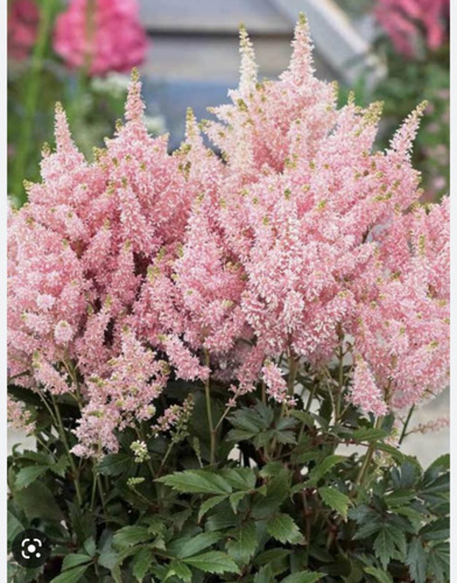 <p>Graceful, fern-like mounds of mostly basal, 2-3 ternately compound leaves with sharply-toothed leaflets</p><p>Tiny flowers densely packed into erect to arching, plume-like panicles rising above foliage on slender, upright stems</p>