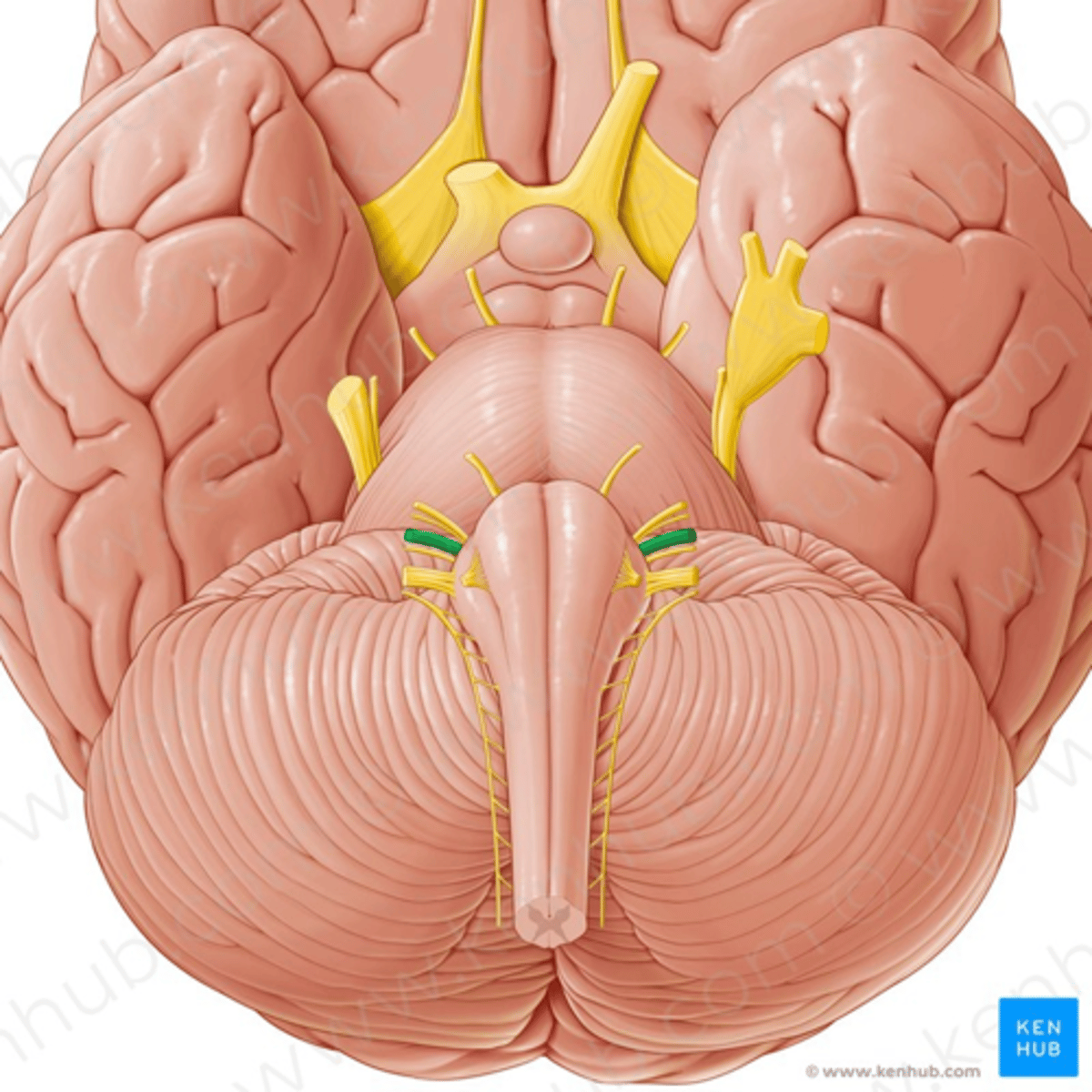 <p>Nervus vestibulocochlearis, esiku-teonärv</p>