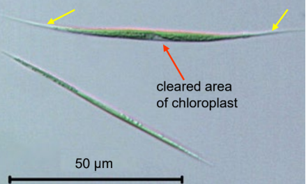 <p>frw plankton</p>