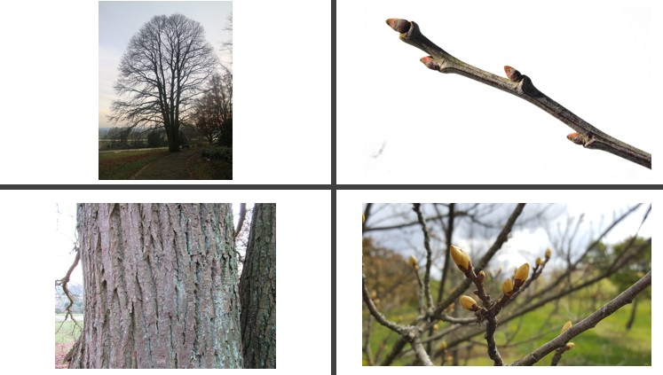 <p>Tamme kastanje</p>