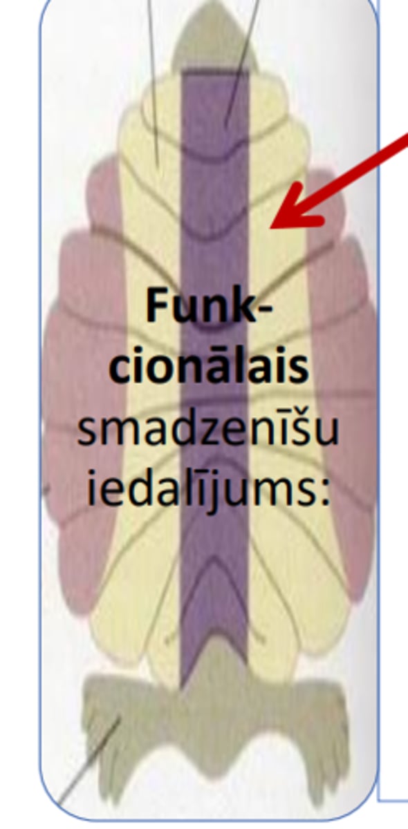 <p>= smadzenīšu garozas pusložu laterālās daļas, kuras pieguļ tārpam (vermis)</p><p>•saņem plašu informāciju no receptoriem;</p><p>•tās projicējas ne tikai uz GS motorisko garozu, bet arī uz smadzeņu stumbru</p><p>- atbild:</p><p>1) par motorisko «komandu» izpildes salīdzināšanu ar ieplānoto un</p><p>2) par atbilstošo modifikāciju veikšanu motoriskajā «dizainā»</p>