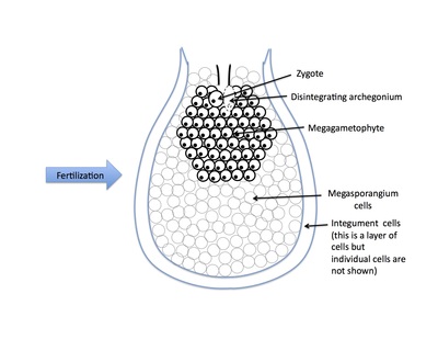 <p>Rank stages of gymnosperm seed development</p>