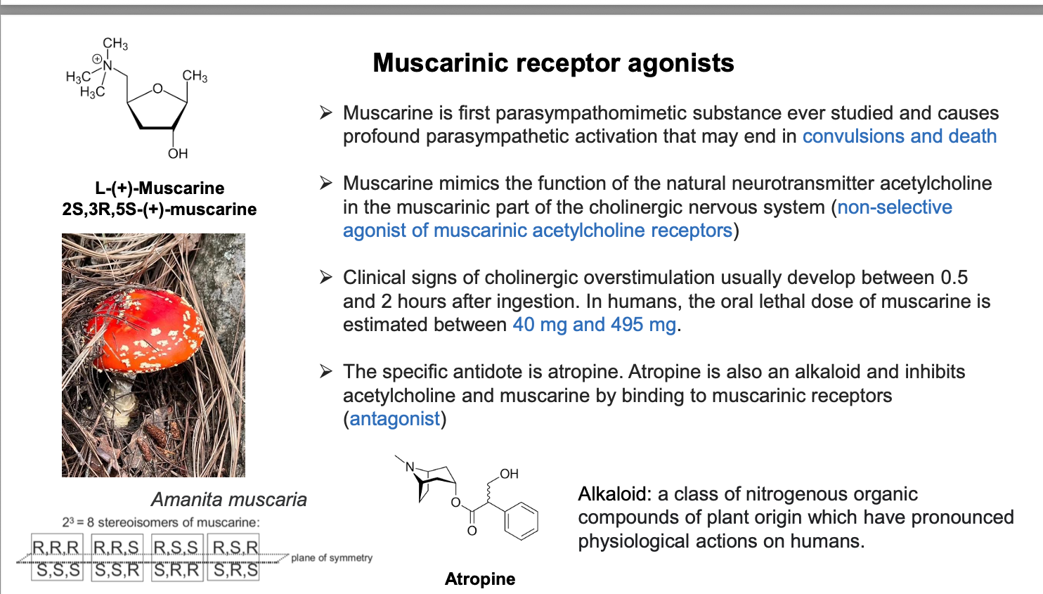 <ul><li><p>muscarine = 1st parasympathomimetic substance ever studied and causes profound parasympathetic activation that may end in <strong>convulsions and death</strong></p></li><li><p>muscarine mimics the function of the natural neurotransmitter ACH in the muscarinic part of thecholinergic nervous system (<strong>non-selective agonist of muscarinic ACH receptors</strong>)</p></li><li><p>clinical signs of cholinergic overstimulation usually develop between <u>0.5-2 hours</u> after ingestion; lethal dose of muscarine = <strong>40 mg - 495 mg</strong></p></li><li><p>specific antidone = atropine</p><ul><li><p>alkaloid and <strong>inhibits</strong> ACH and muscarine by binding to muscarinic receptors (<strong>antagonist</strong>)</p><ul><li><p>alkloid = class of nitrogenous organic compounds of plant origin which have pronounced physiological actions on humans</p></li></ul></li></ul></li></ul><p></p>