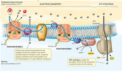 series of electron carrier proteins that shuttle high-energy electrons during ATP-generating reactions