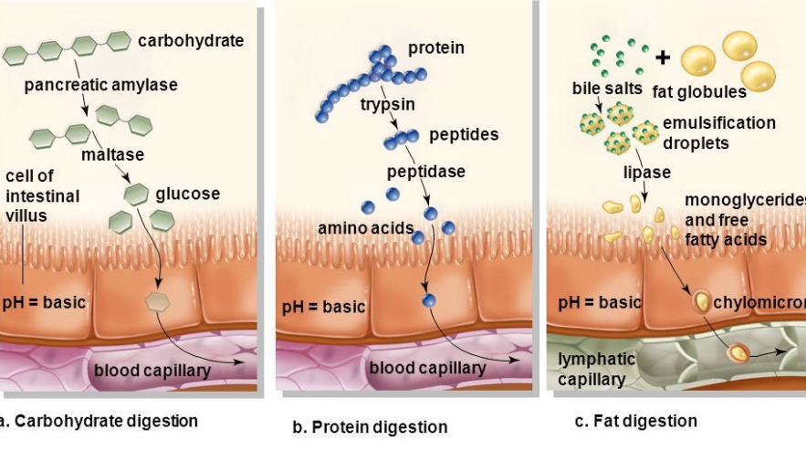 <ul><li><p>The transport of glucose and amino acids relies on secondary active transport whereas lipids are able to diffuse across the call of the small intestine due to their solubility.</p></li><li><p>However, lipid size limit their ability to get deposited in the blood so they first have to travel through lymphatic vessels while glucose and amino acids can directly go to the blood.</p><ul><li><p>largely polar (carbohydrate &amp; protein digestion)</p></li></ul></li></ul>