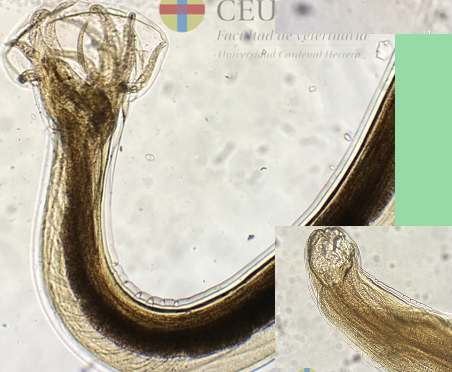 <p>Male or female </p>