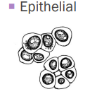 <p>Epithelial Tumors</p>