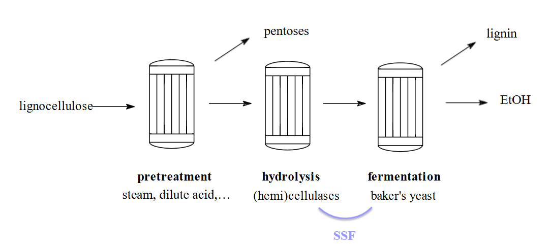 <p>= Simultaneous saccharification and fermentation</p><ul><li><p>enkel C6-suikers fermenteren</p></li><li><p>externe enzymen</p></li><li><p>hydrolyse + fermentatie</p></li></ul><p></p>
