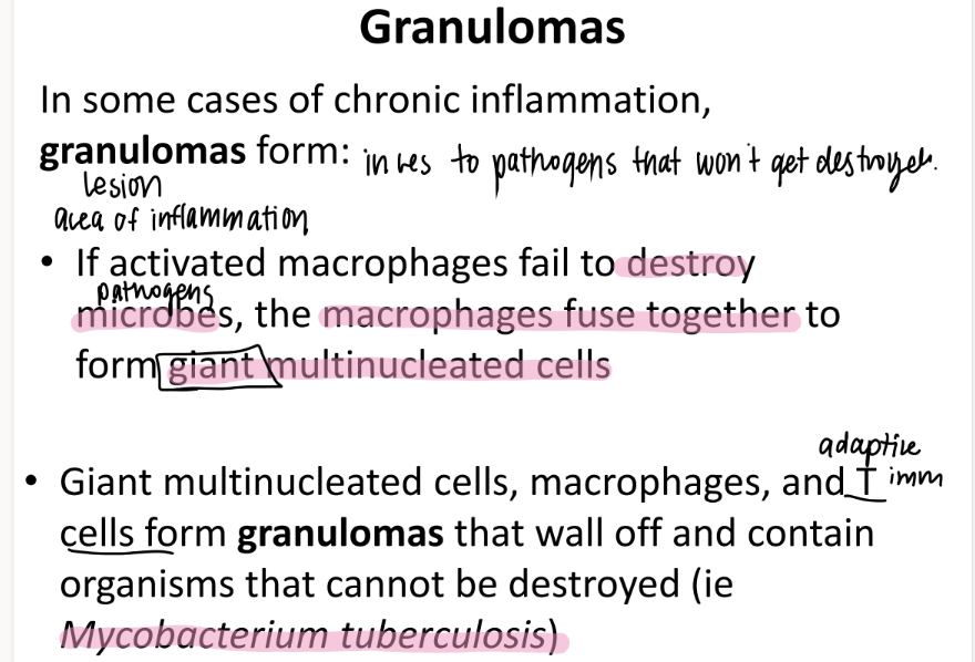 <p>macrophages FUSE together to make GIANT MULTINUCLEATED cells. </p><p>combine w/ macrophages + T cells </p><p>to WALL OFF (contain) invincible pathogens (ie mycobacterium TB)  </p>