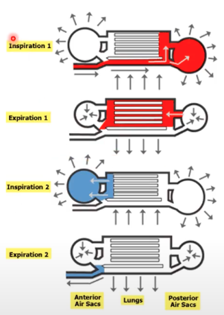 <p>possess air sacs attached to the lung proper, since birds are suited for flight</p><ol><li><p>inspiration 1: oxygen-rich air goes to posterior air sac</p></li><li><p>the pressure pushes air to the more thoracic component, once it reaches the cervical component, it becomes deoxygenated</p></li><li><p>second inspiration: repeat steps 1-2</p></li><li><p>the second batch of air that enters the anterior air sac pushes the previous air outwards (cycle repeats)</p></li></ol>