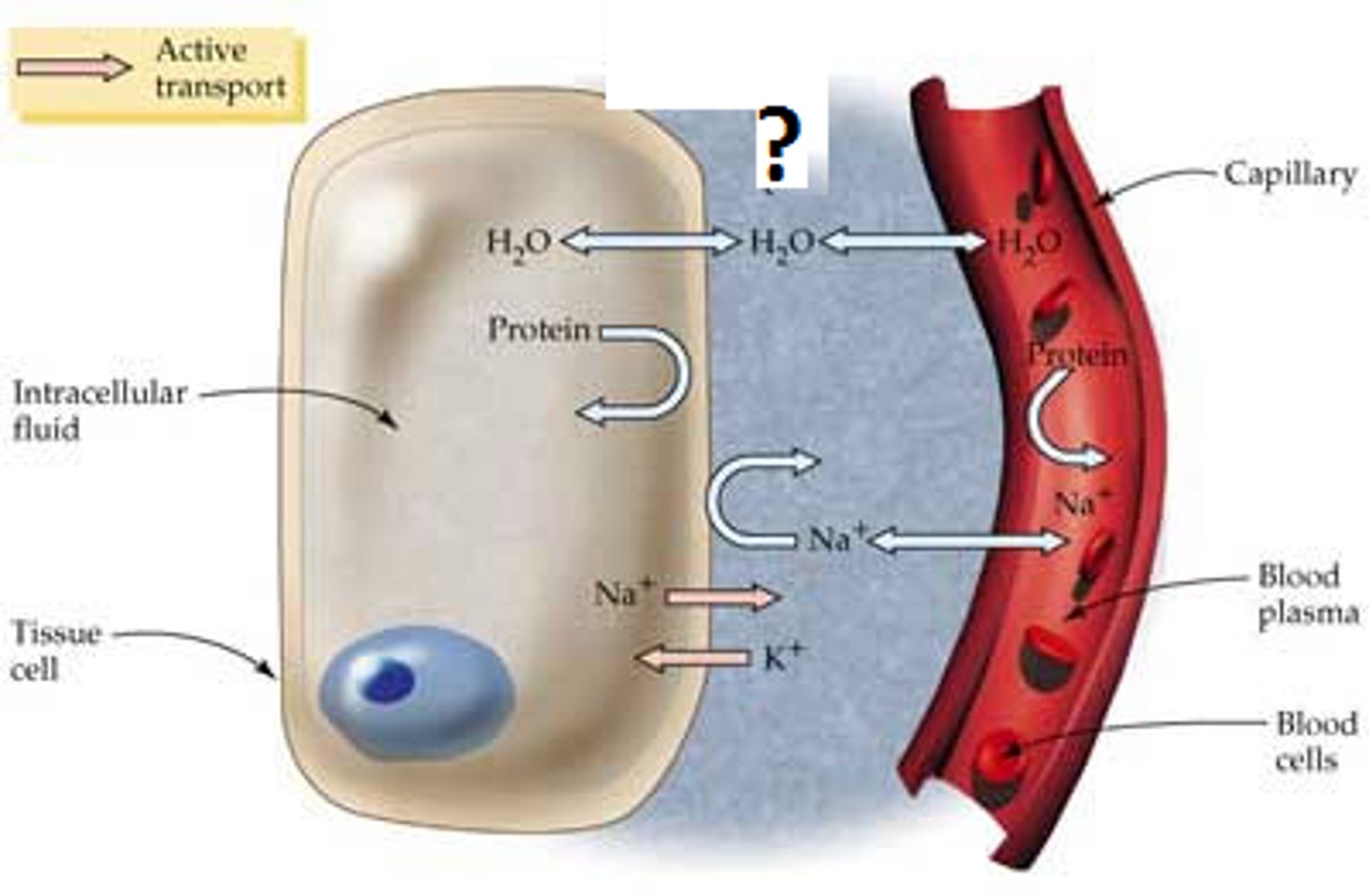 <p>-Fluid surrounding cells in tissues, made of substances that have left the blood plasma</p>