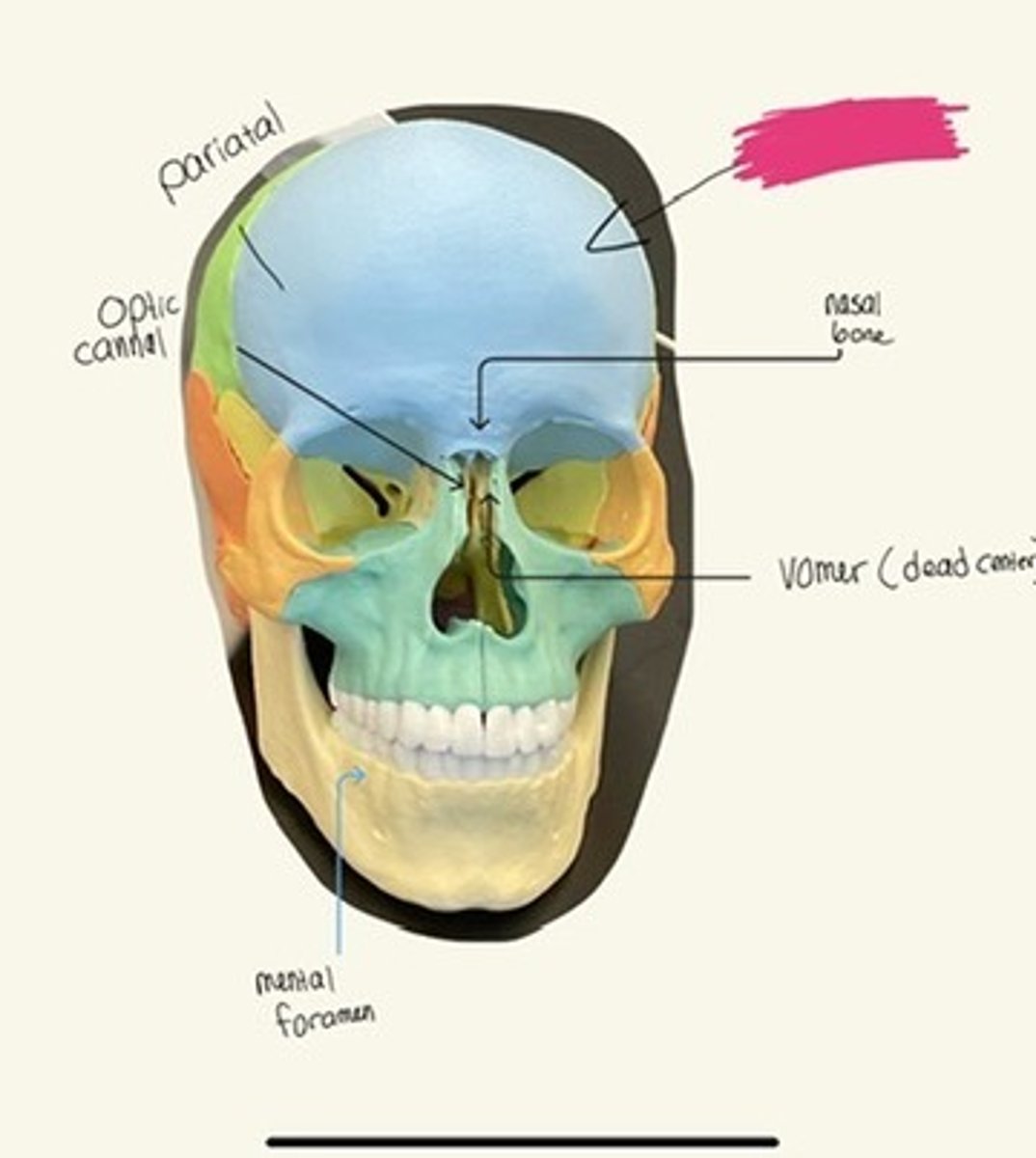 knowt flashcard image