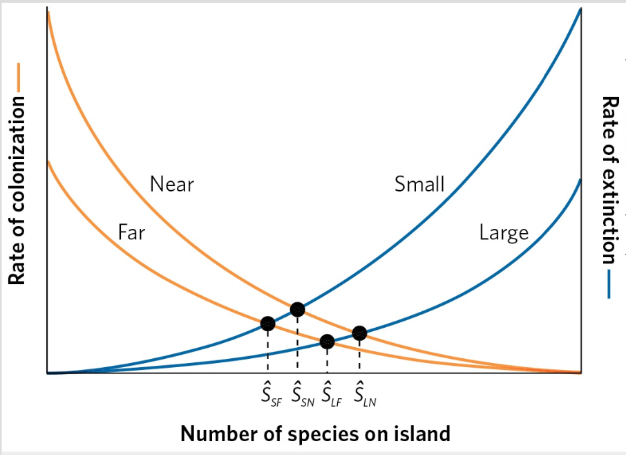 <p>the combined effects of island size and isolation on species richness</p>