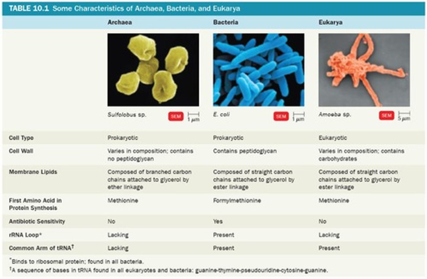 <p>Domain including animals, plants, and fungi.</p>