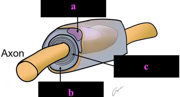<p>b</p>