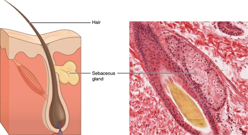 <p>sebaceous gland </p>