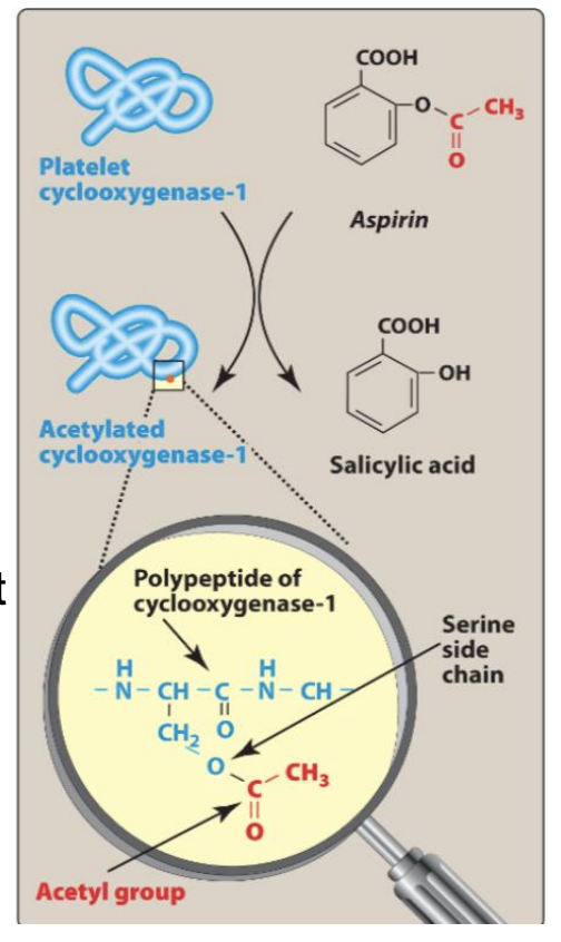 <ul><li><p><strong>MoA:</strong> Irreversible COX-1 inhibitor → ↓ TxA₂ synthesis and acetylates <strong>Ser529</strong> on COX-1. </p></li><li><p>Platelets can’t resynthesize COX-1 → effect lasts 10 days</p></li><li><p><strong>Unique:</strong> Only NSAID with antithrombotic efficacy (others reversible)are </p></li></ul><p></p>