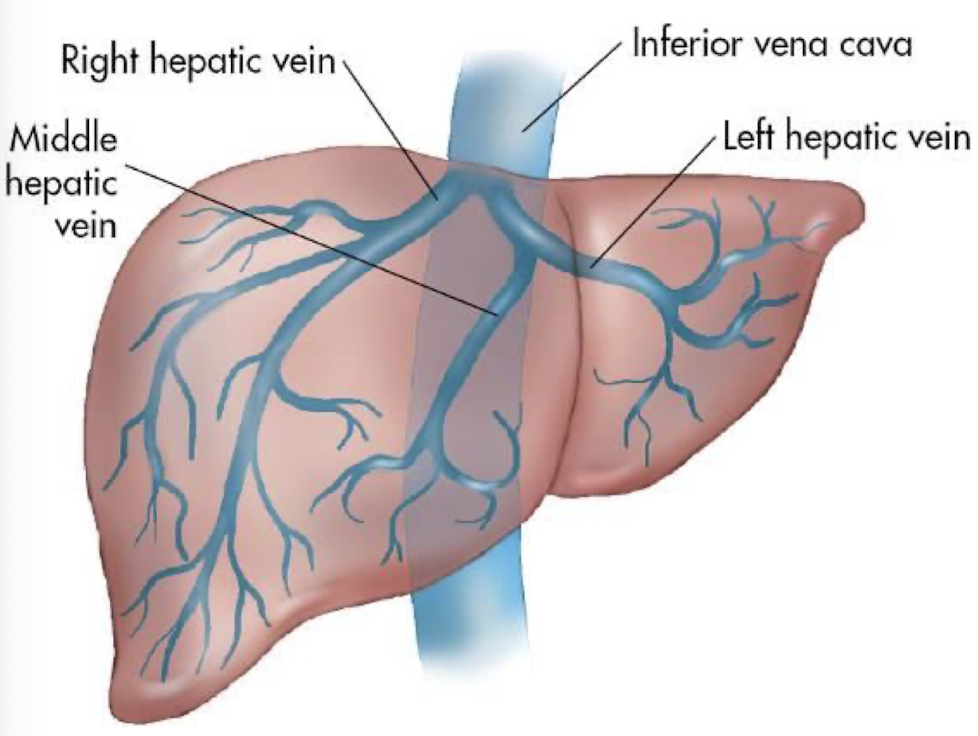 <ul><li><p>largest visceral tributaries of IVC</p></li><li><p>courses from inferior aspect of liver to superior aspect</p></li><li><p>3 HVs: left, middle, and right hepatic veins</p></li><li><p>drains liver posteriorly into IVC</p></li><li><p>thickens as it gets closer to IVC</p></li></ul><p></p>