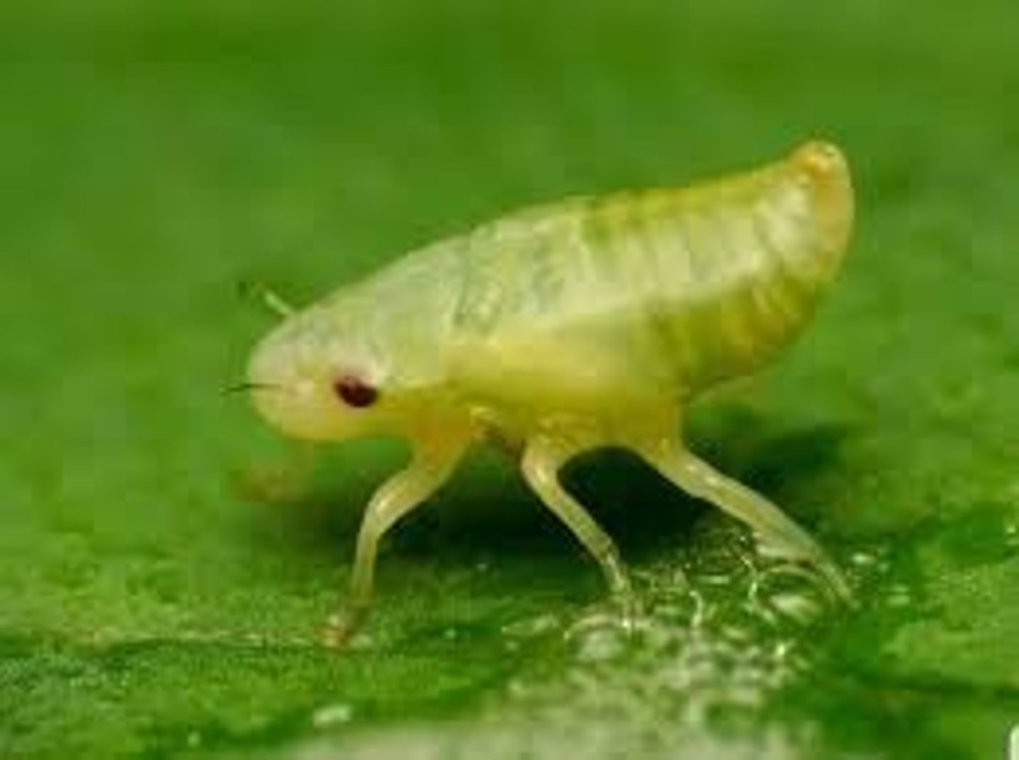 <p>- immature<br>- Balls of foam on rosemary, stays around for a while<br>- Insect looks like a peanut dipped in chocolate<br>Sucks juice out of rosemary plant<br>- Makes form with the tip of abdomen<br> -Protection from dry/high temperatures, good in extreme conditions</p>