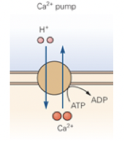 <ul><li><p>calcium used as an important secondary </p></li><li><p>maintain a very low cytoplasmic Ca2+ where free calcium is a lot lower than extracellular conc</p></li></ul><p></p>