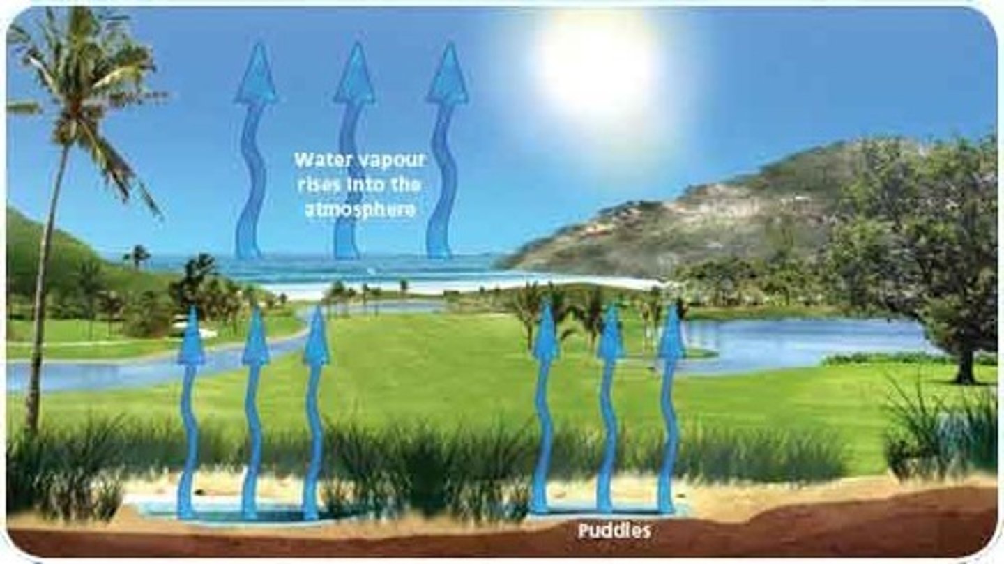 <p>a process at which molecules at the surface of a liquid absorb enough energy to change to the gaseous state</p>