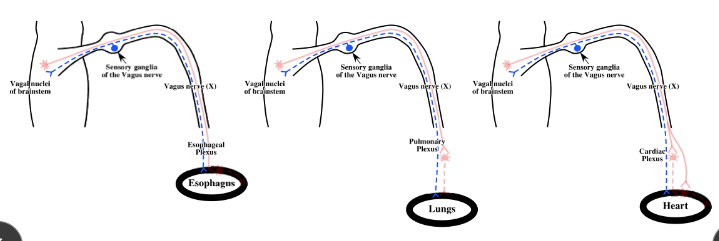 <p>-GA axons from esophagus, lungs, and heart return with the vagus nerve</p><p>-GA neuronal cell bodies located in sensory ganglia of vagus nerve</p><p>-GA neurons mediate reflexes: swallowing (esophagus), coughing/gasping/prolonged inspiration (lungs), decreased heart rate as a result of increased intravascular pressure (heart)</p>