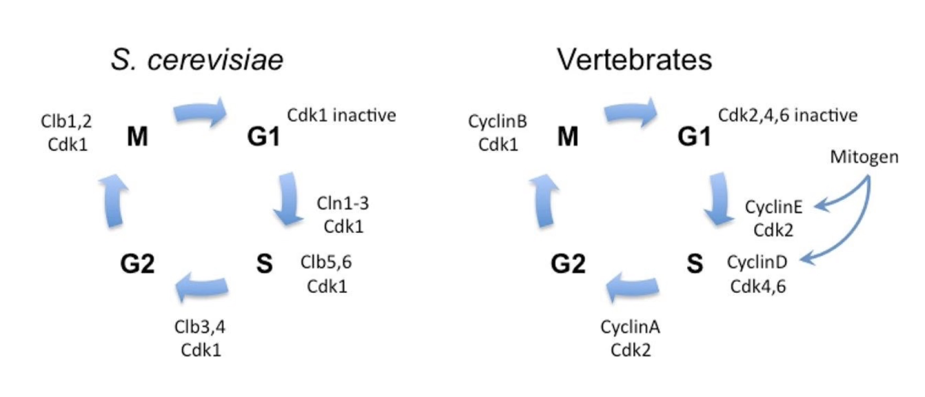 <ul><li><p>Yes, conserved in all <strong>eukaryotes</strong></p></li><li><p><strong>Cyclin-CDK complexes</strong> perform similar roles in each phase</p></li><li><p>Regulatory enzymes (kinases, phosphatases) also conserved</p></li><li><p>Vertebrates: <strong>multiple CDKs + multiple cyclins</strong>, but <strong>homologous functions</strong></p></li></ul><p></p>